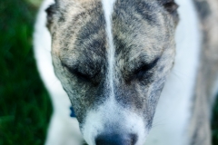 Pets-001