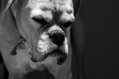 Pets-003