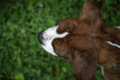Pets-005