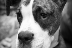Pets-006