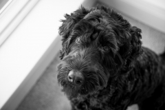 Pets-008